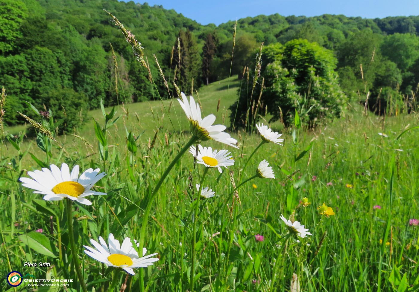 29 Leucanthemum vulgare - Margherita diploide nel verde prato.JPG